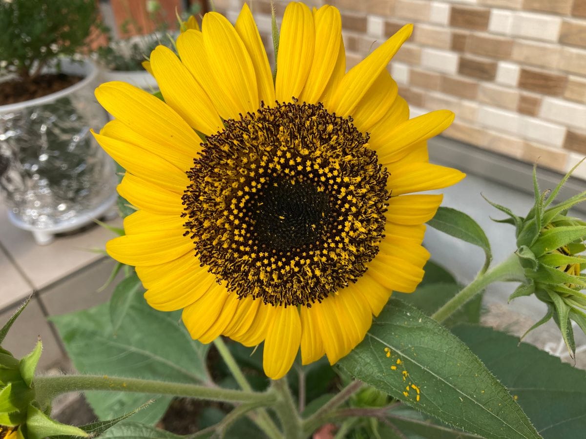 種からミニひまわり　ミラクルビーム(完) 花びらが…