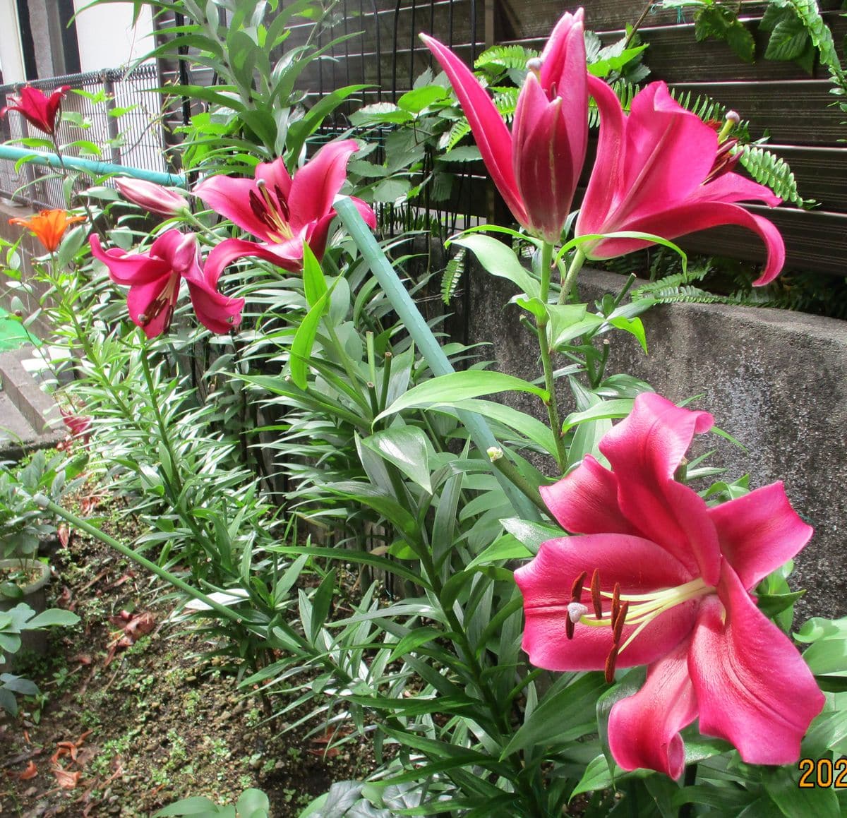 2021～2022/6　カサブランカ・パラッツオ 6/17　子株も各1個づつ開花