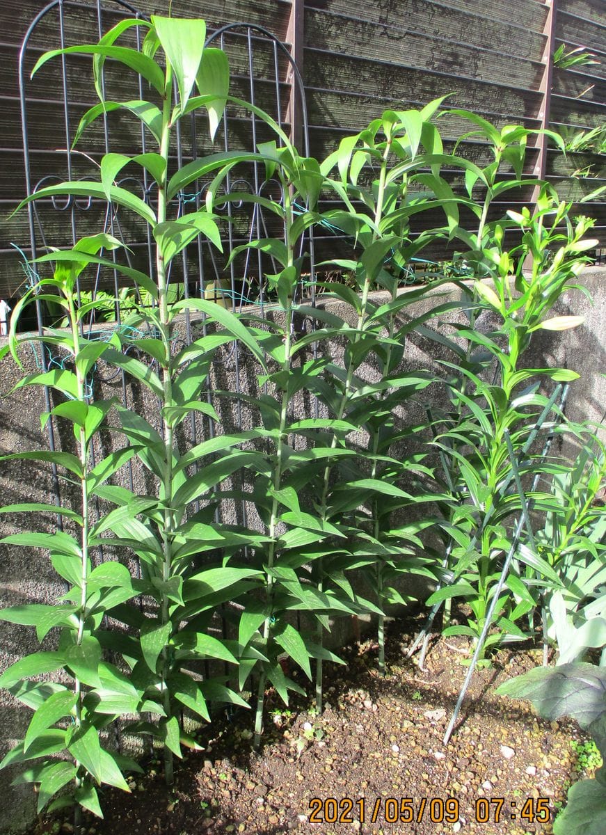 2021～2022/6　カサブランカ・パラッツオ 5/9　花茎が太く大きく