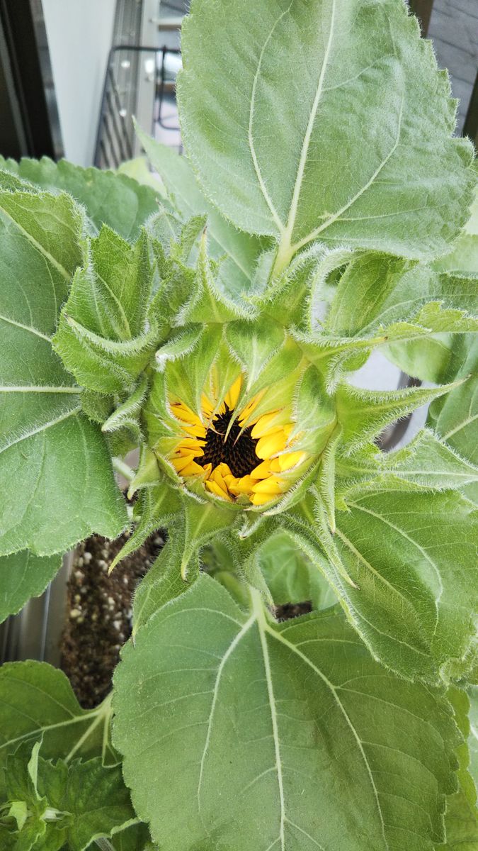 ミニひまわり🌻 ８月５日