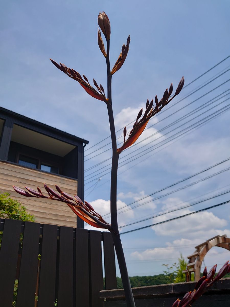 40年に一度の花 気づいたらなんか伸びてた