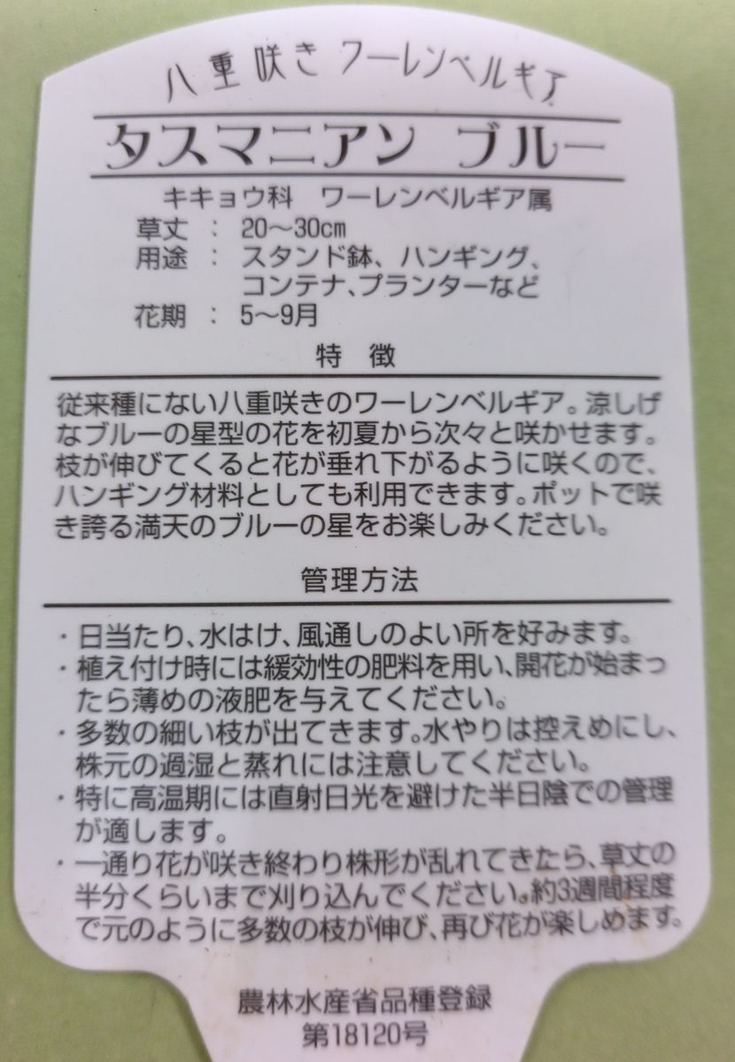 八重咲きワーレンベルギア(タスマニアン・ブルー)を苗から育てる 標札(？)の裏面の情報