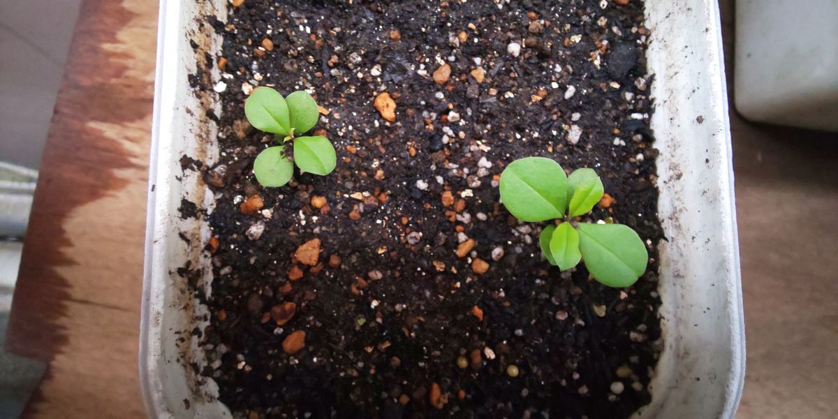 ﾊﾞｼﾞﾙの種を蒔いた筈が2ヶ月後に生えて来たのはﾅｾﾞかﾊｾﾞﾗﾝだった 終了 定植しました。 (*^.^*)