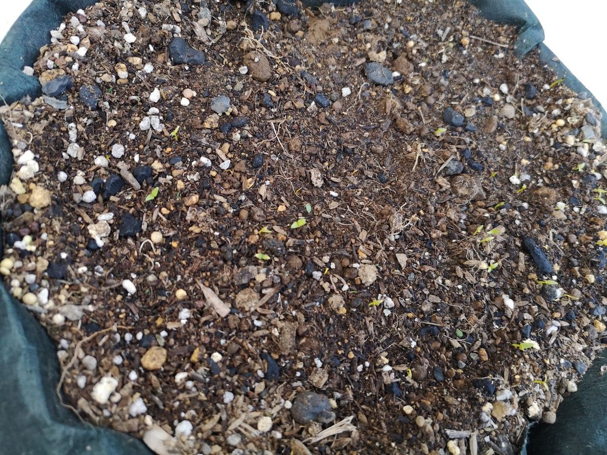 ケイトウの種をまきました 6月17日　小さな芽が出てきました