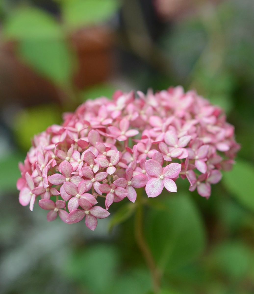 ピンクアナベルの挿し木 5月3日 開花