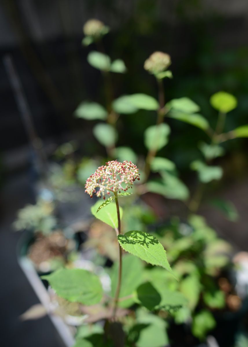 ピンクアナベルの挿し木 5月25日 蕾があがる