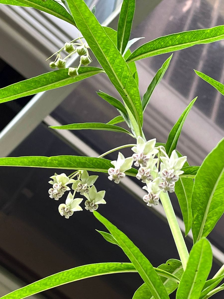 初めてのフウセントウワタ　風船はふくらむか… 鉢植えのフウセントウワタにも花が～