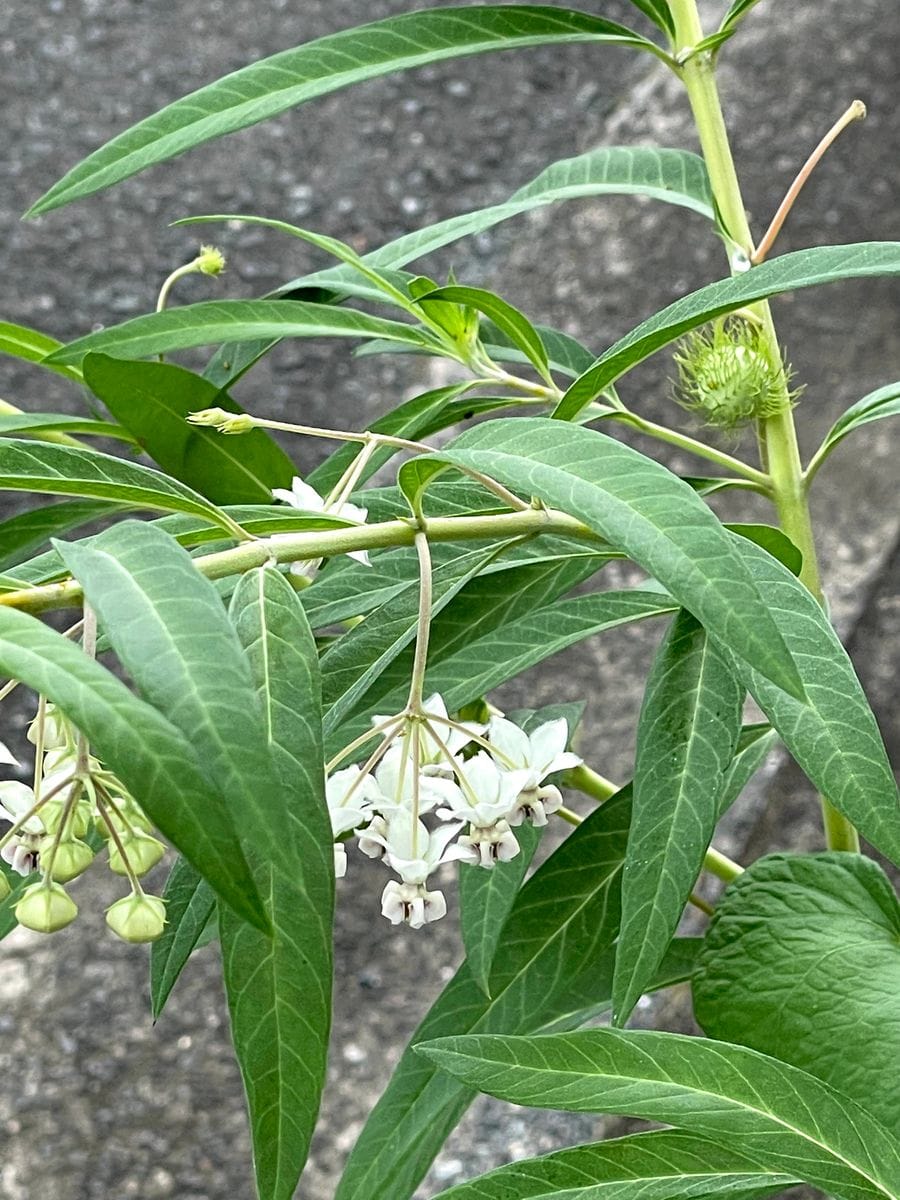 初めてのフウセントウワタ　風船はふくらむか… 花と実