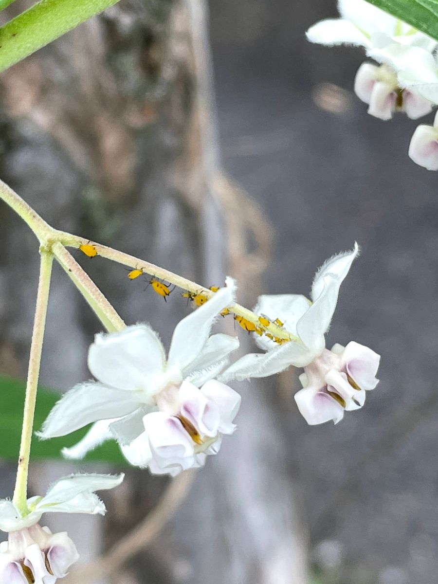 初めてのフウセントウワタ　風船はふくらむか… 花に付いた黄色いアブラムシ😢