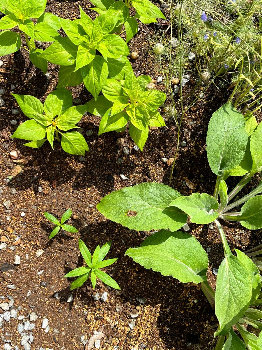 初めてのフウセントウワタ　風船はふくらむか… 裏庭の花壇に２つ植えました。