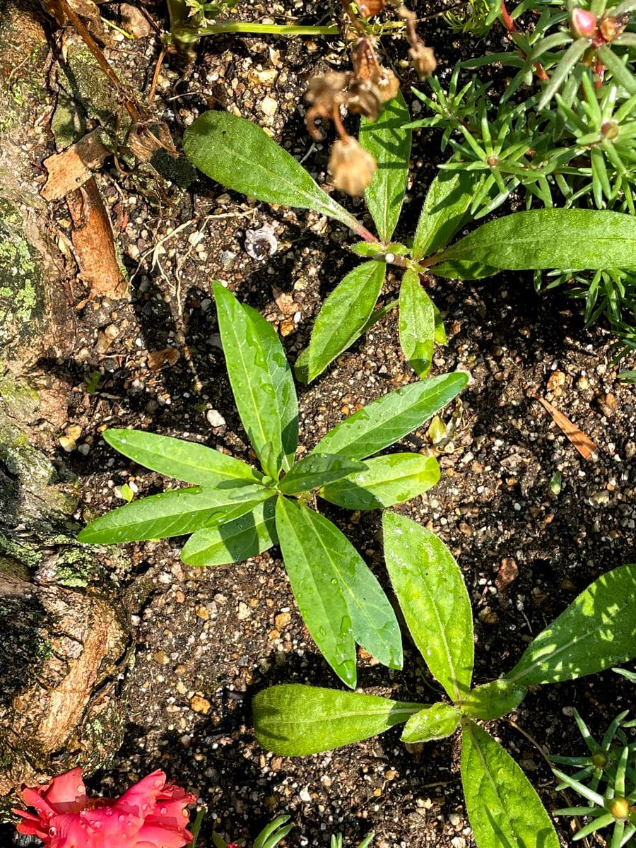 初めてのフウセントウワタ　風船はふくらむか… 街路樹の株元に植えました。