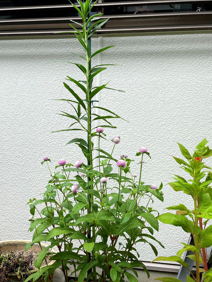 初めてのフウセントウワタ　風船はふくらむか… 鉢植えのフウセントウワタ