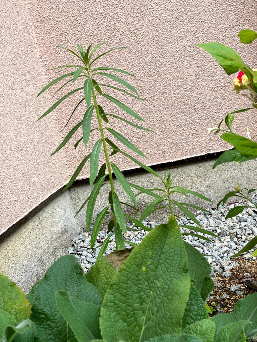 初めてのフウセントウワタ　風船はふくらむか… 裏庭に植えたフウセントウワタ