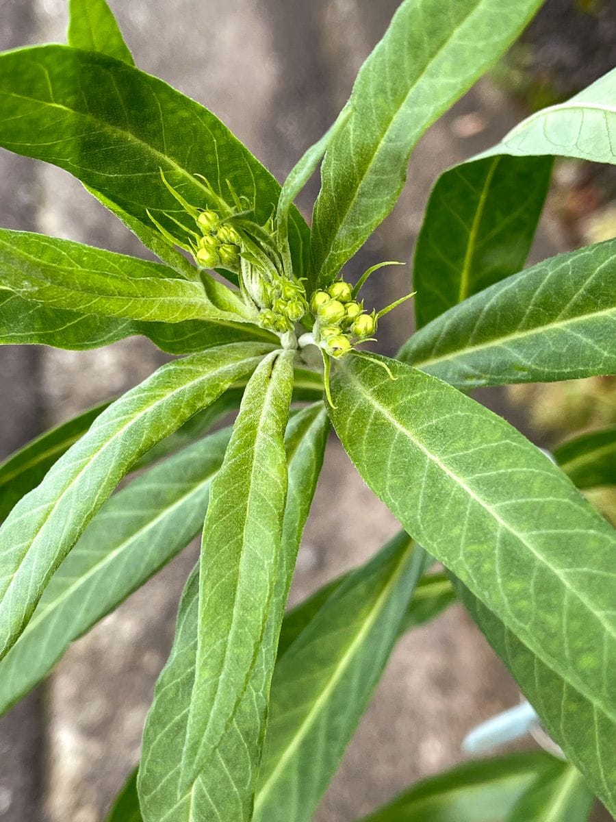 初めてのフウセントウワタ　風船はふくらむか… 蕾発見！