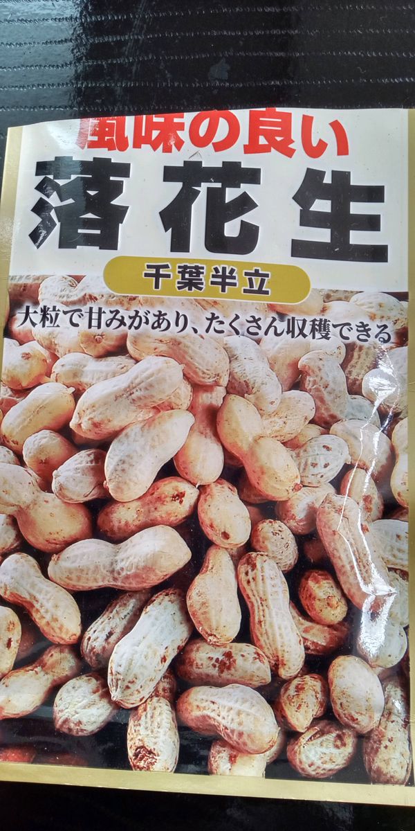 初挑戦～🌱　落花生🥜