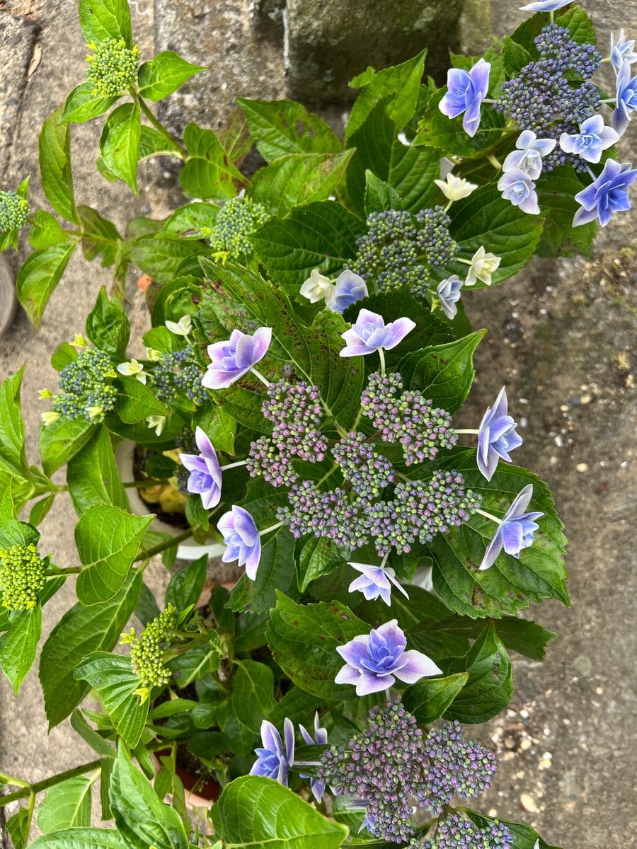 紫陽花こんぺいとう 開花