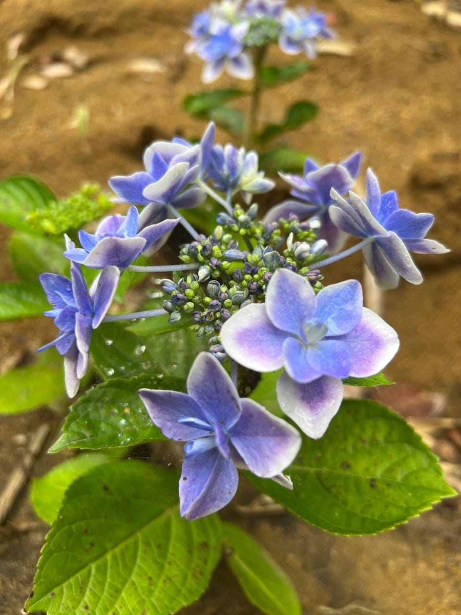 紫陽花こんぺいとう 開花