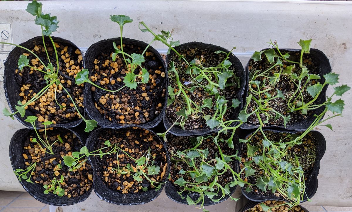 オトメギキョウを苗からベランダ栽培2021-2023 乙女桔梗の株分け１：６月３日