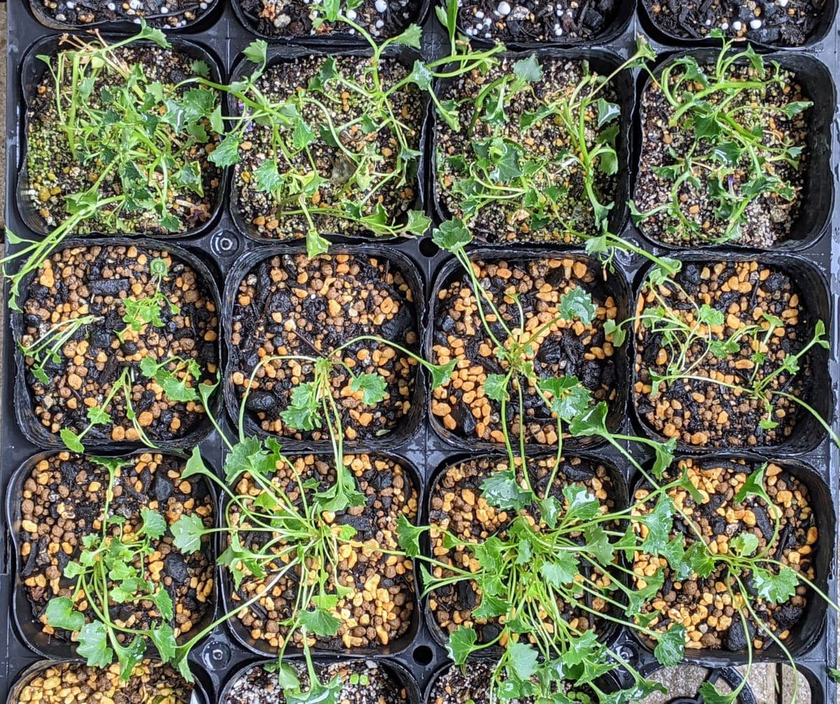 オトメギキョウを苗からベランダ栽培2021-2023 乙女桔梗の株分け２：６月５日