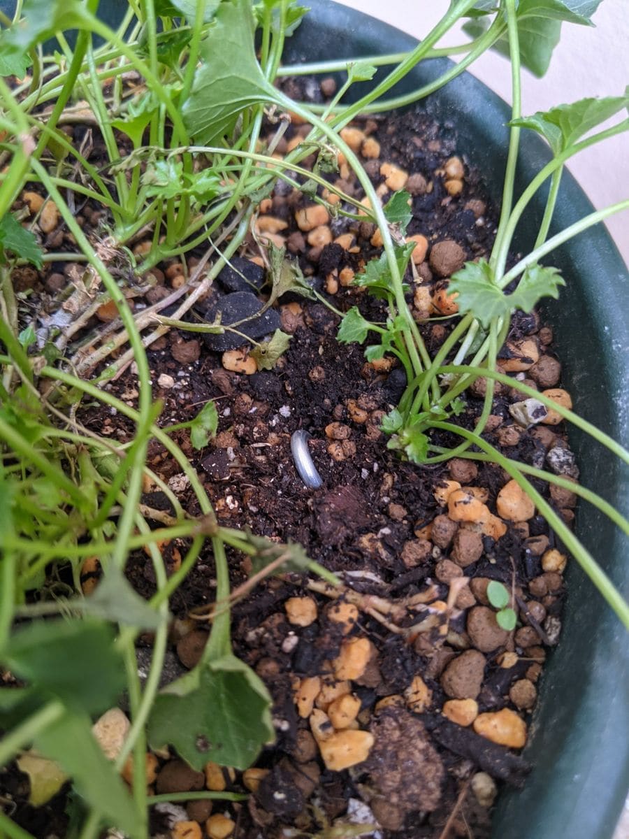 オトメギキョウを苗からベランダ栽培2021-2023 乙女桔梗の茎伏せ：6月11日
