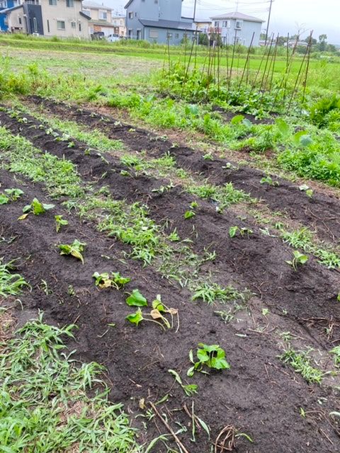 2021年　サツマイモ栽培 芋蔓の植え付け