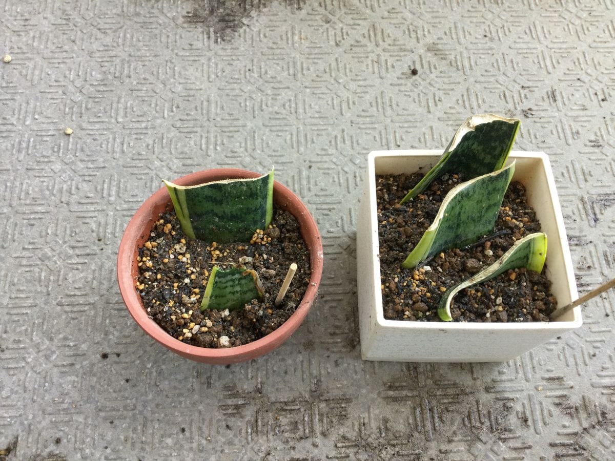 サンセベリアを水栽培する！→鉢植えに変更。 土に植えました。