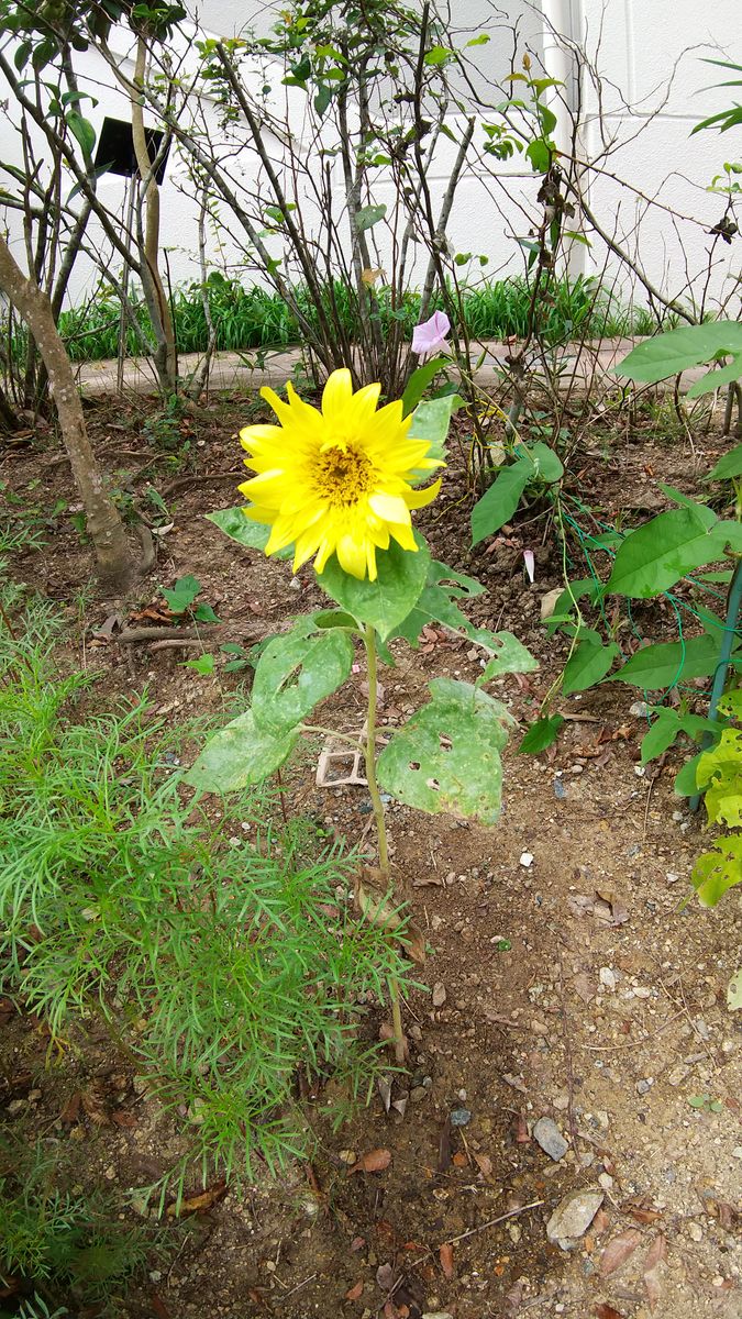 種からヒマワリを育てる🌻 全体の姿