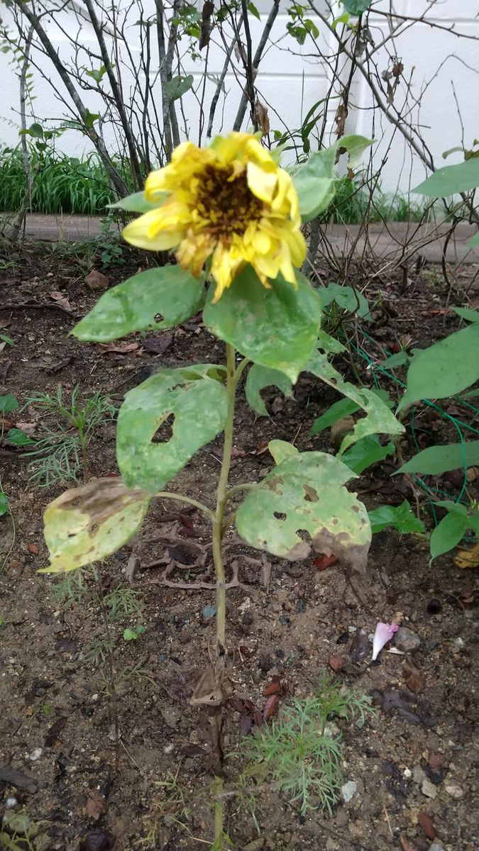 種からヒマワリを育てる🌻 もう終わりです