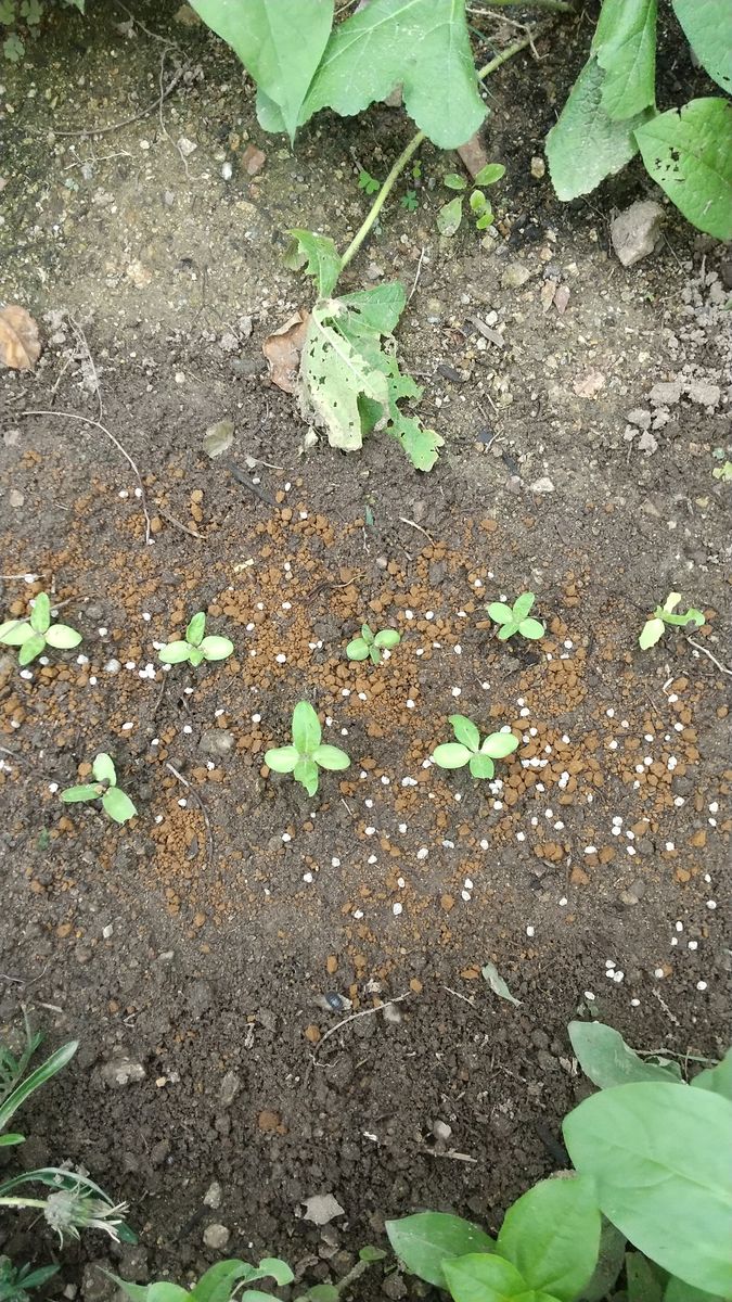 種からヒマワリを育てる🌻 植えつける