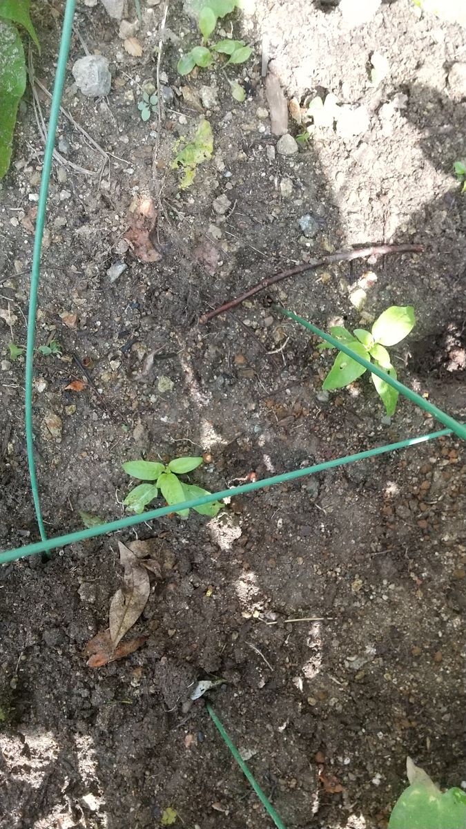 種からヒマワリを育てる🌻 それでも無理