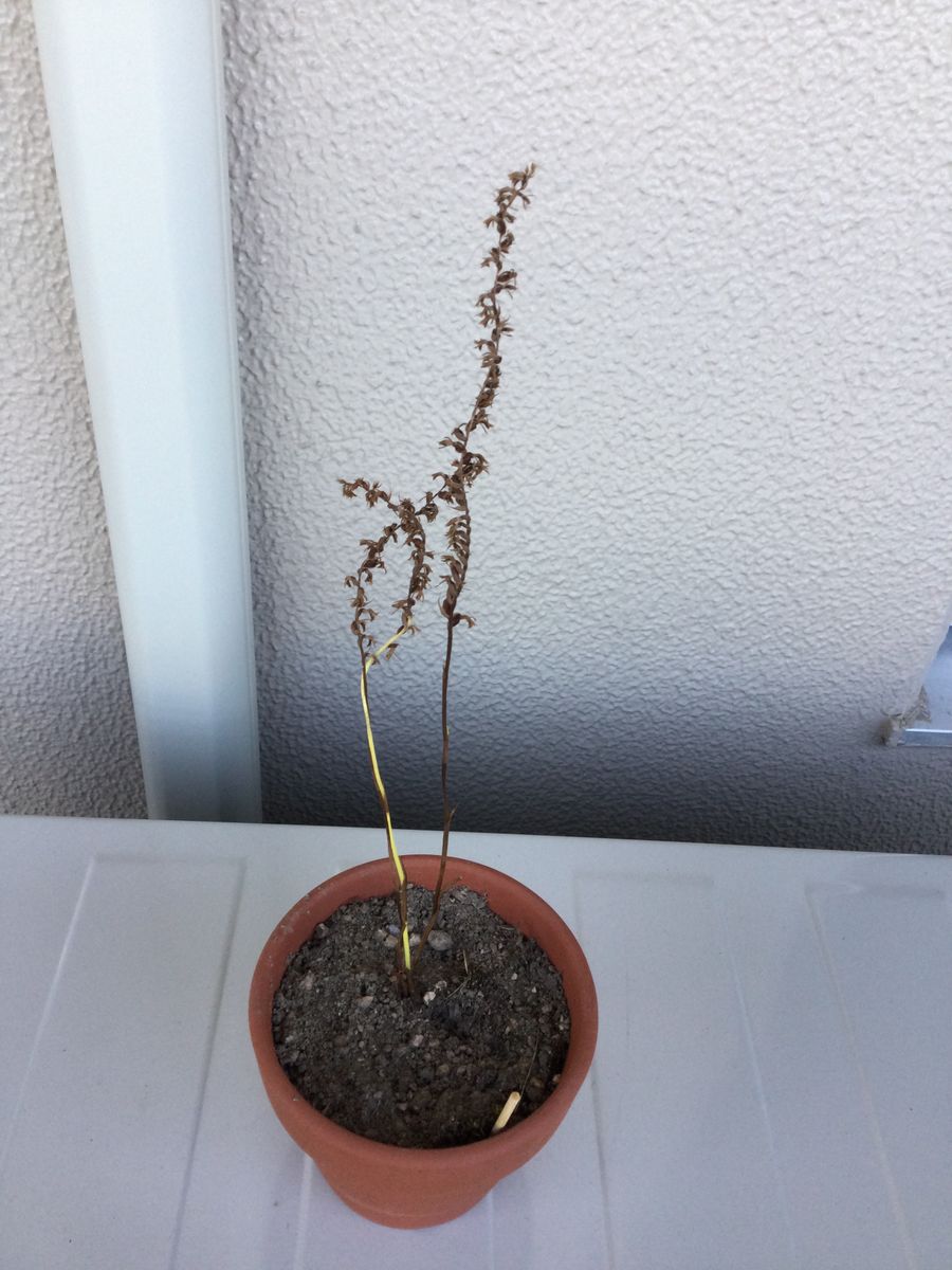 ネジバナを鉢植えで育てる。 枯れています。