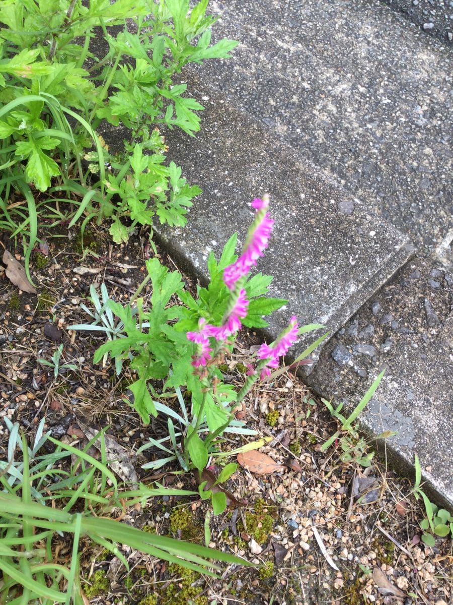 ネジバナを鉢植えで育てる。