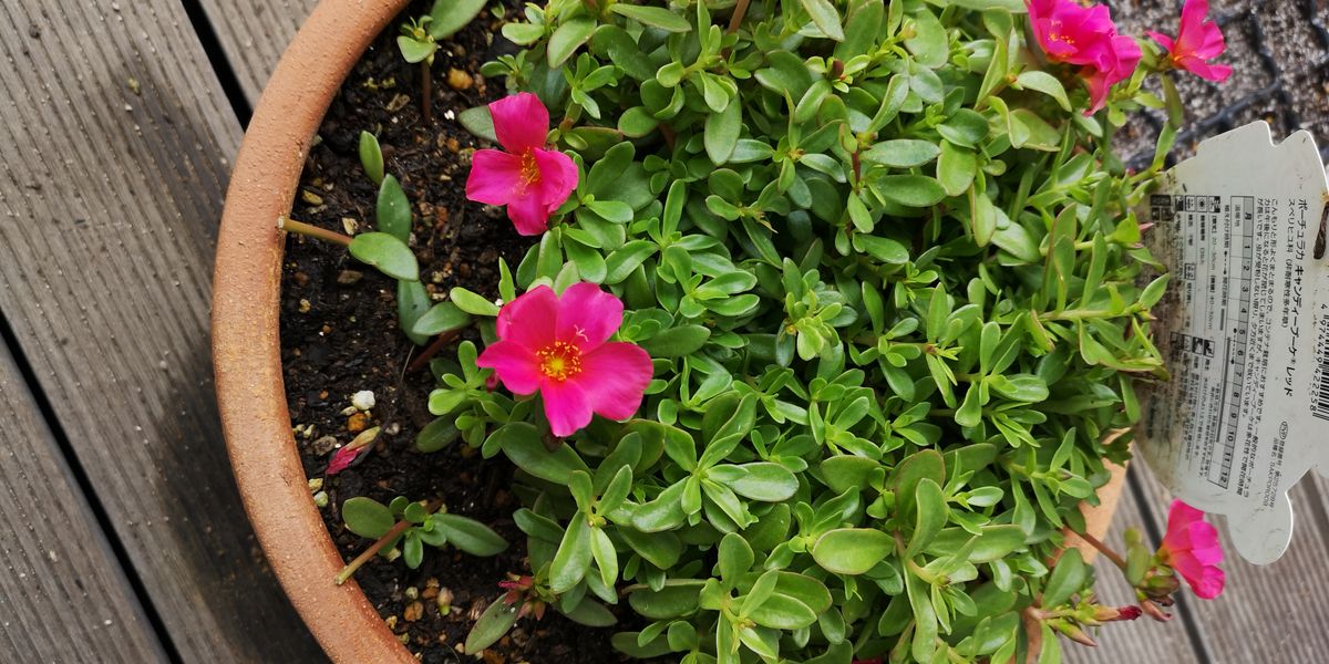 ポーチュラカのさし芽　2021年 さし芽したところ