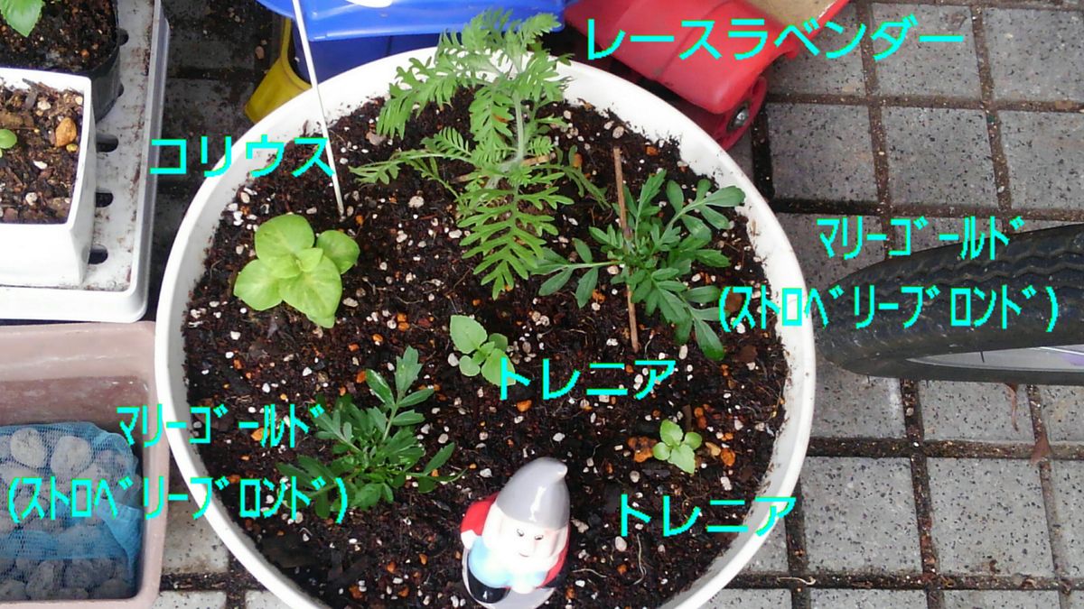 夏にピッタリ☆ビタミンカラーをたくさん咲かせたい！ 【SB】寄せ植えに定植♪