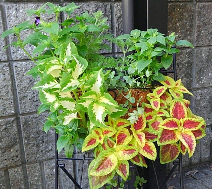 ハンギングバスケットを華やかに！ 花がなくても華やかハンギング🌼