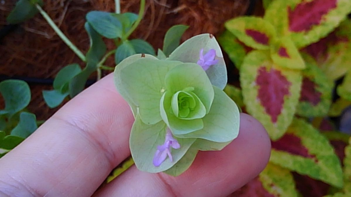 ハンギングバスケットを華やかに！ 《番外》オレガノ・ミルフィーユリーフ🌼