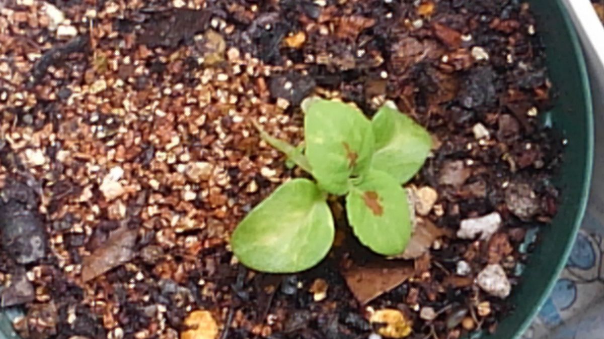 ハンギングバスケットを華やかに！ ゆっくり成長🌿