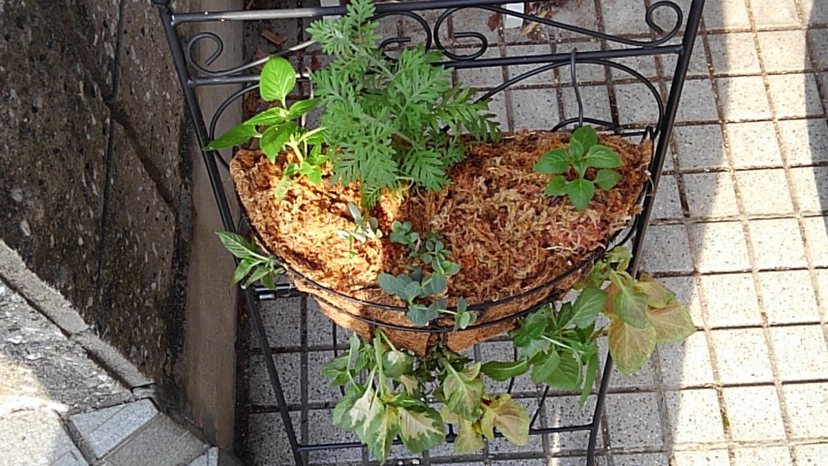 ハンギングバスケットを華やかに！ ハンギングバスケットに植え付け♪