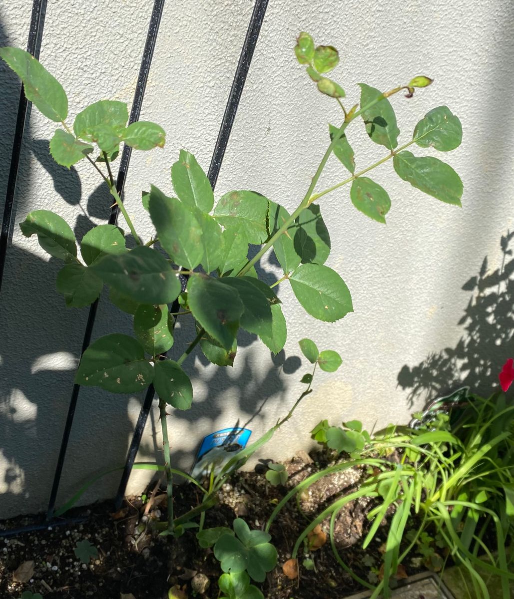 新苗パスカリの復活‼️ 🌿植え替えた場所に、なじみました🌿