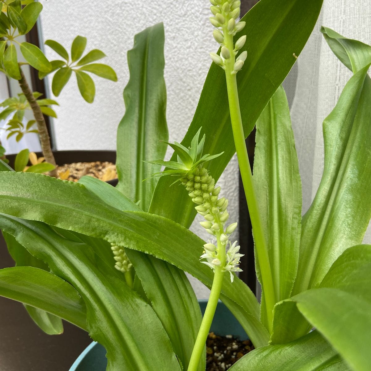 ほったらかしに惹かれて。パイナップルの形した可愛いお花を育てる。 そろそろ開花かな