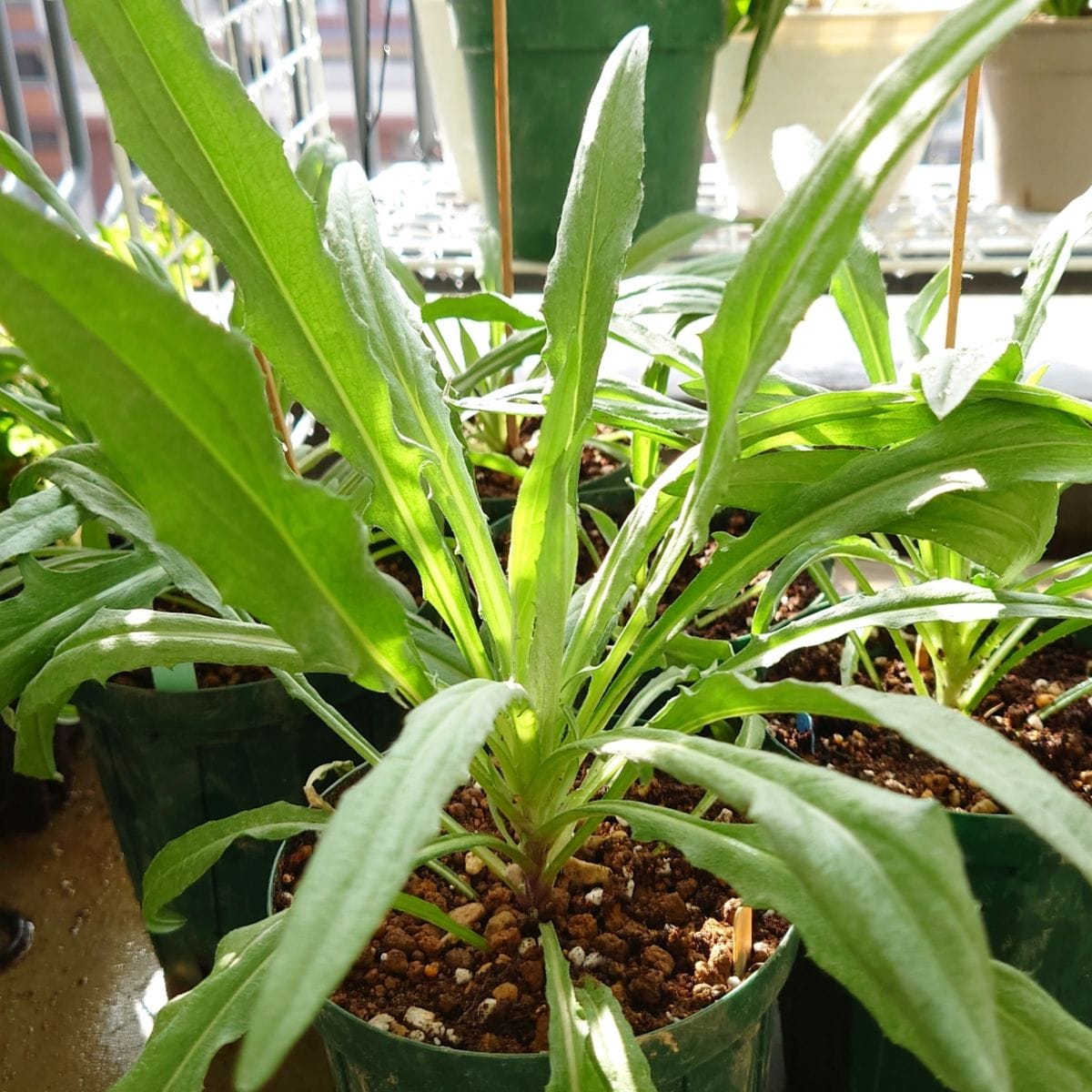 矢車草種蒔き隊に参加します✌️ 植え直し