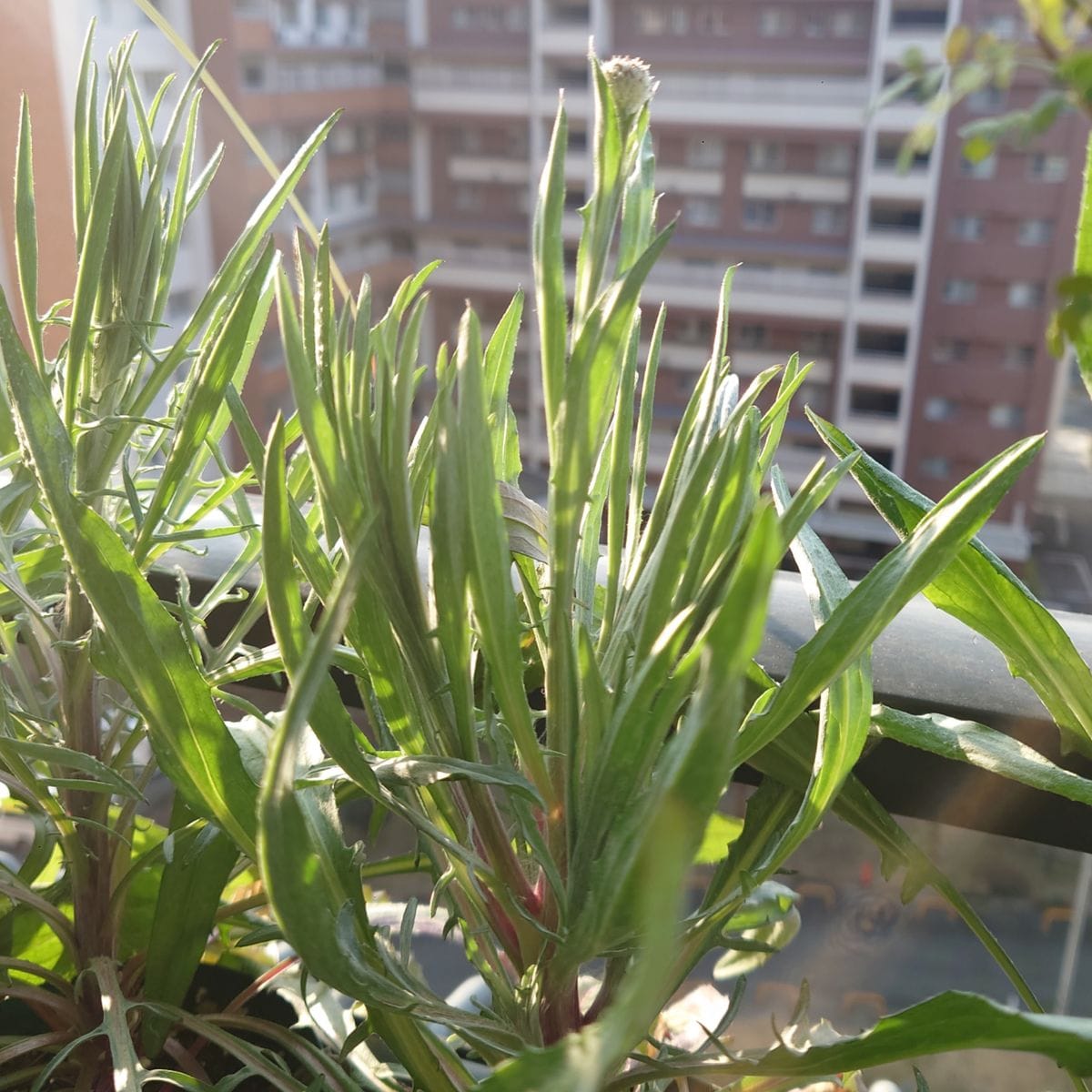 矢車草種蒔き隊に参加します✌️ 間もなく開花！💕