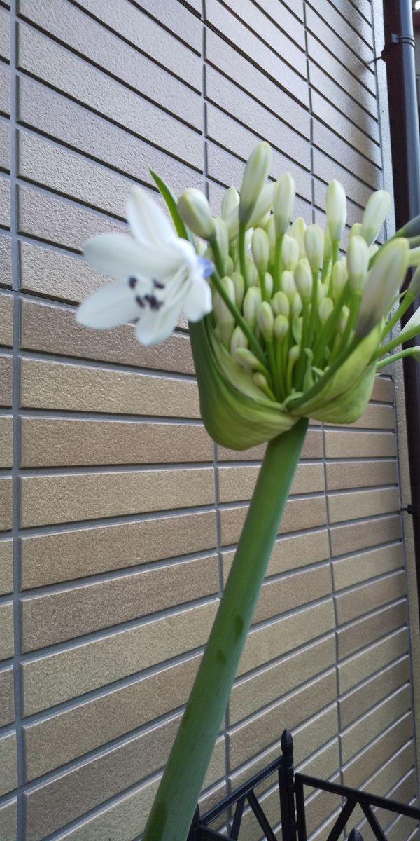 アガパンサス  クイーン  マム 最初の花が咲きました。