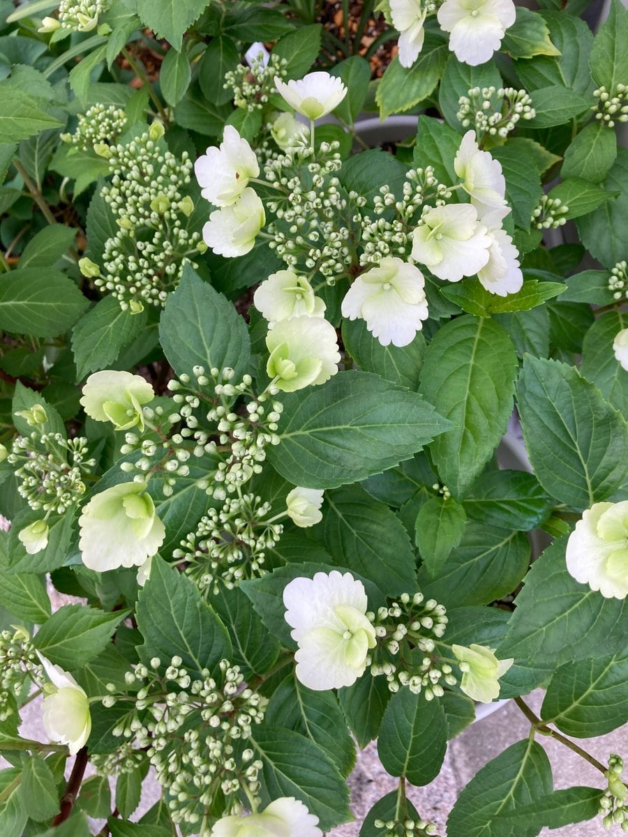 挿し木から育てるブライダルシャワー 開花中