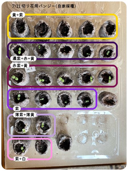 【終】2021年　パンジー７月蒔きします😆🙌前編 発根終了(07/31)