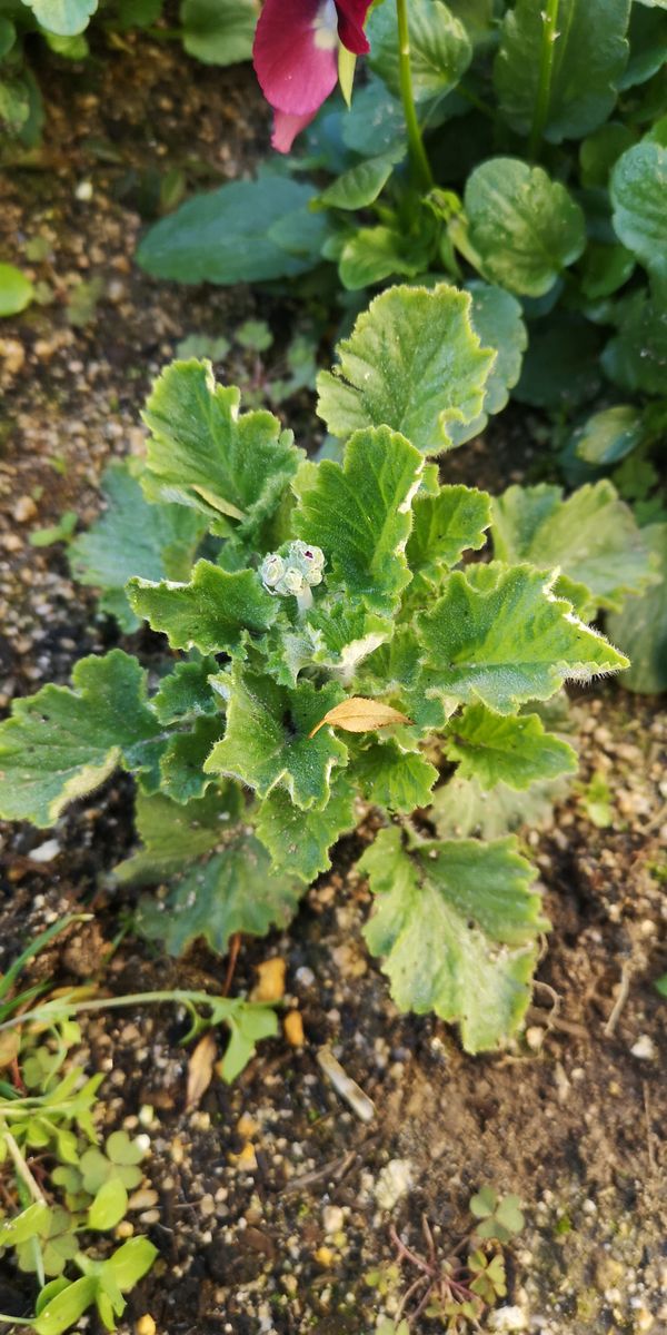 タネからプリムラ　2021年　その① 花芽を見つけました