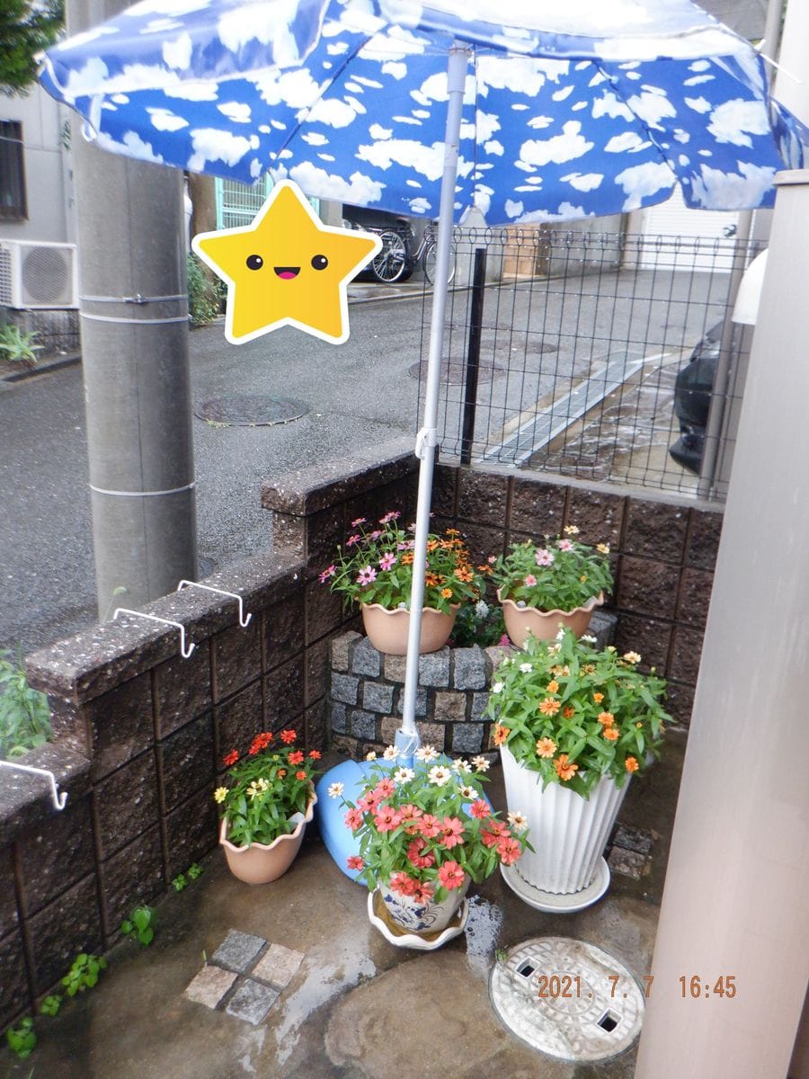 今年は奇跡のジニア・プロフュージョン🌸 雨、パラソルの下で強く生きる