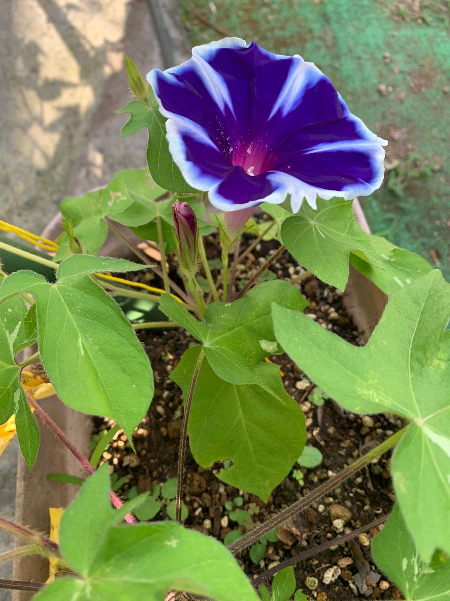 サンパラソルジャイアントと朝顔で緑のカーテン出来るかな 朝顔の花が咲きました