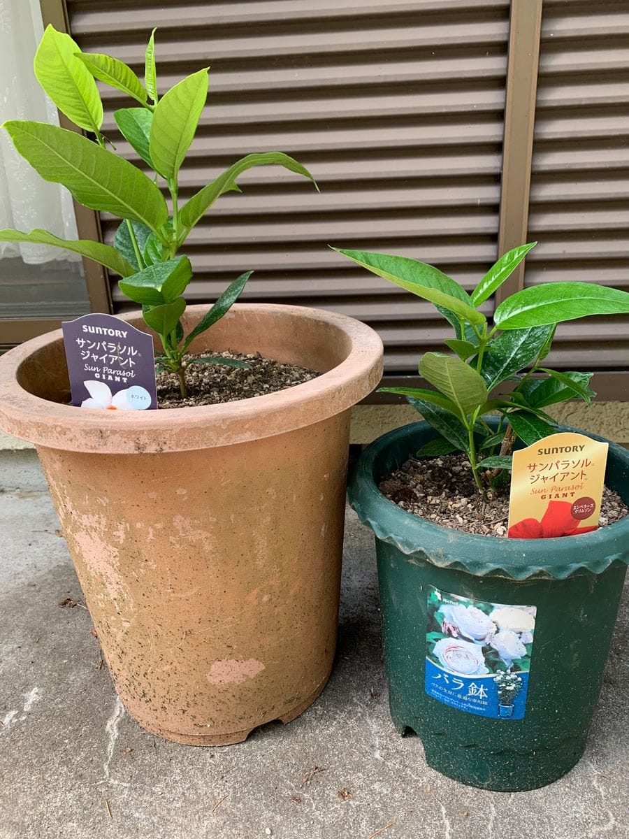 サンパラソルジャイアントと朝顔で緑のカーテン出来るかな 大きな鉢に植えました