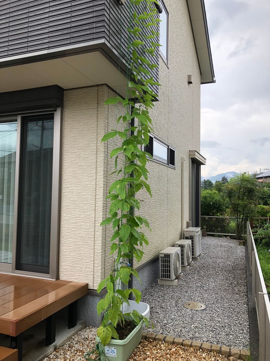 初めての種豆からナタマメ ナタマメの鞘が大きくなってきた